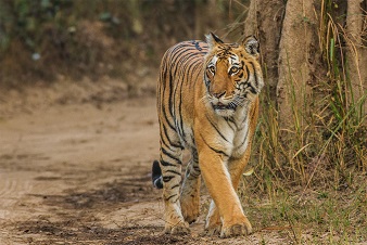 Jim corbett national park is the best tourist place in nainital