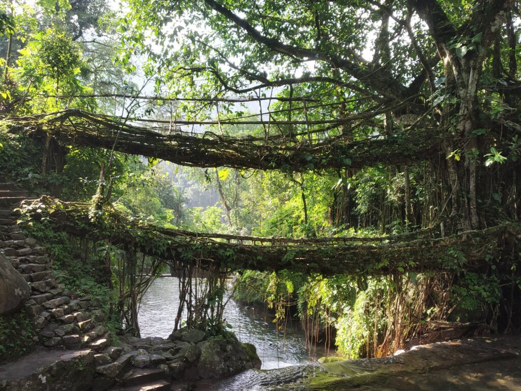 Living Root Bridge, Chrrapunji meghalaya ka famouse tourist place hai