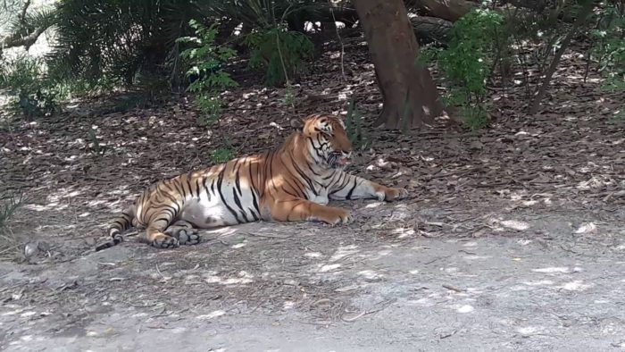 Ludhiana Zoo is the best tourist place in Ludhiana