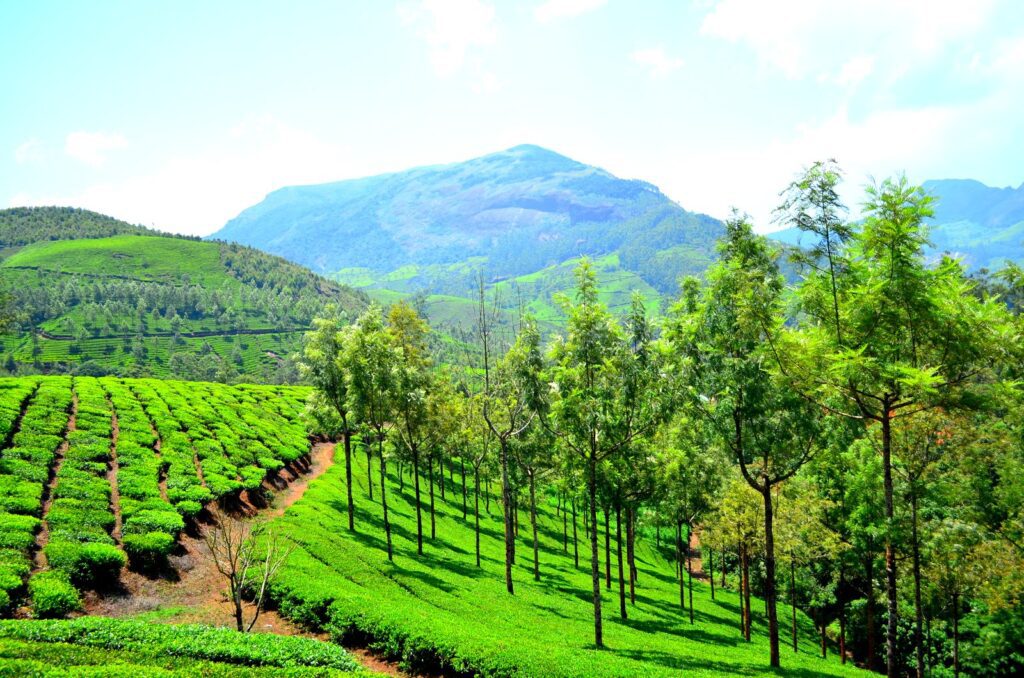 Munnar is the best Hill Station in Kerala
