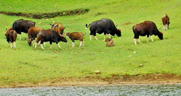 Periyar National Park is one of the best Kerala 