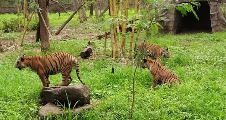 Rajiv Gandhi Zoological Garden is one of yhe best tourist attraction in Pune
